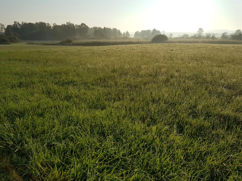 Nature landscape green