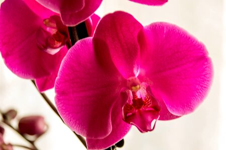 Orchid nature red