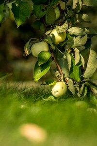 Tree garden nature