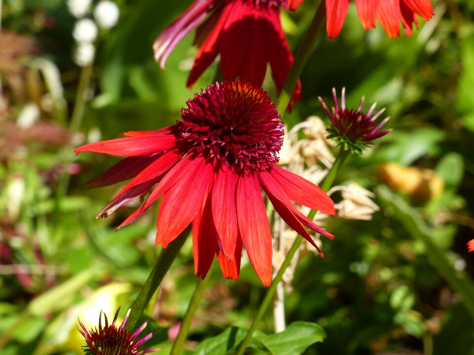 Summer garden plant