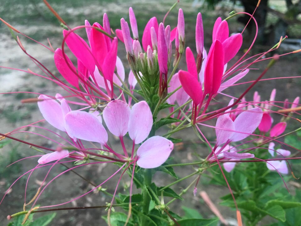 Nature flowers