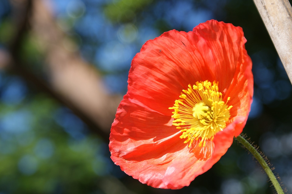 Nature flower spring