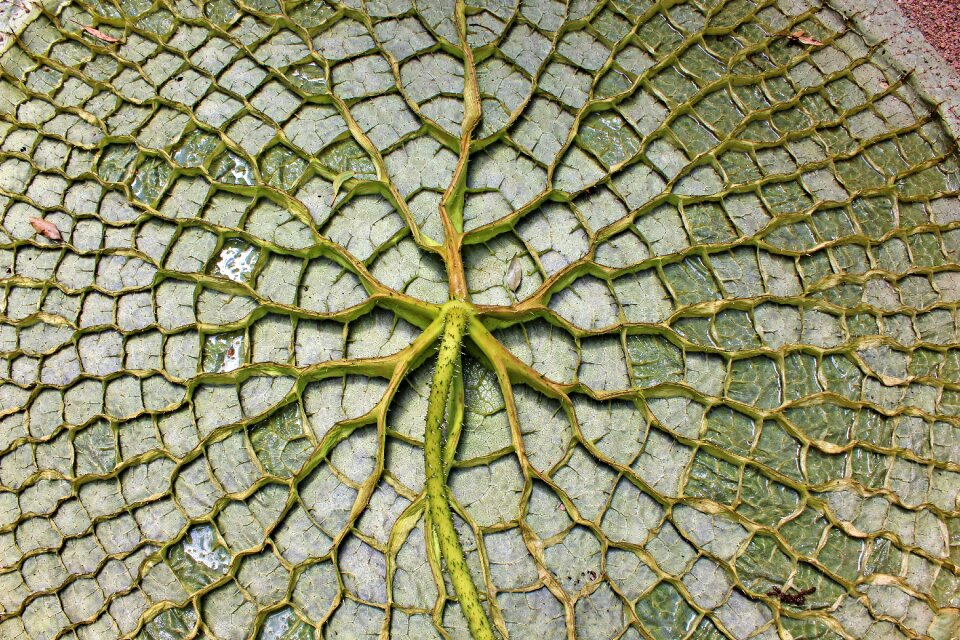 Aquatic plant victoria nymphaeaceae