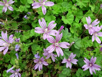 Green violet nature photo