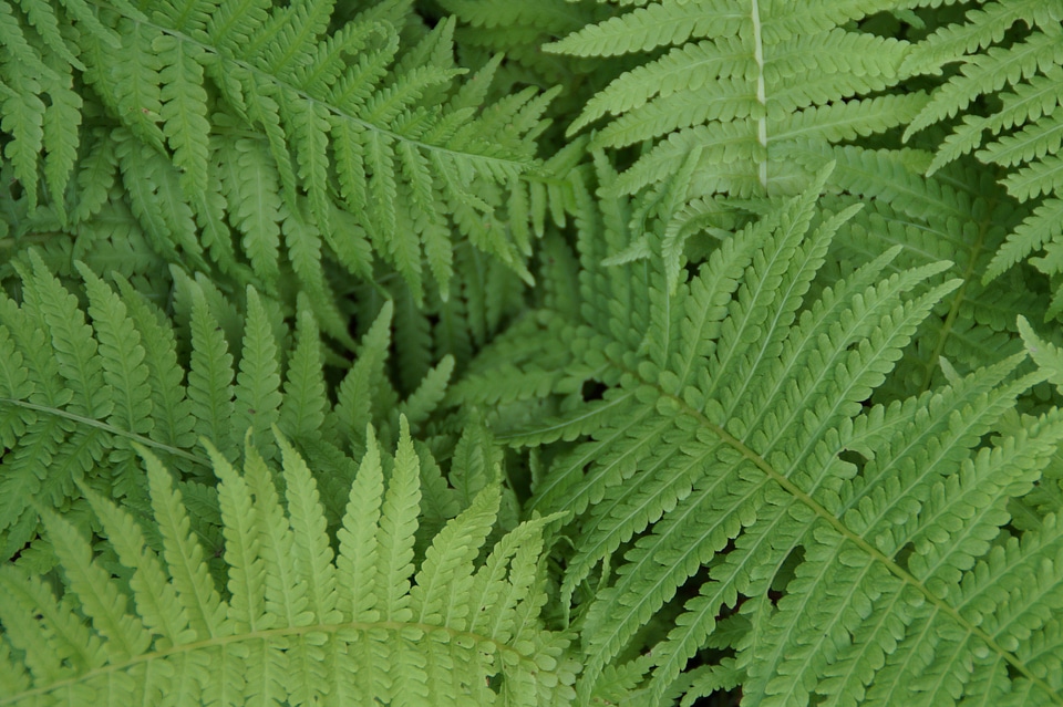 Green background structure