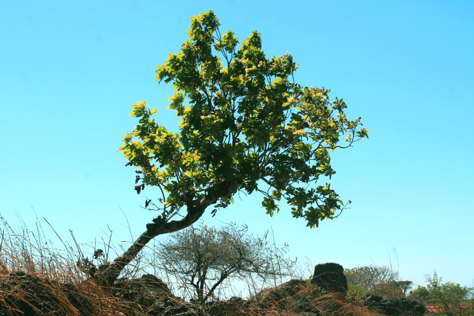Nature color pictures
