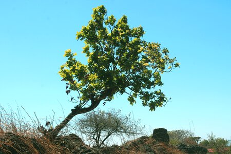 Nature color pictures