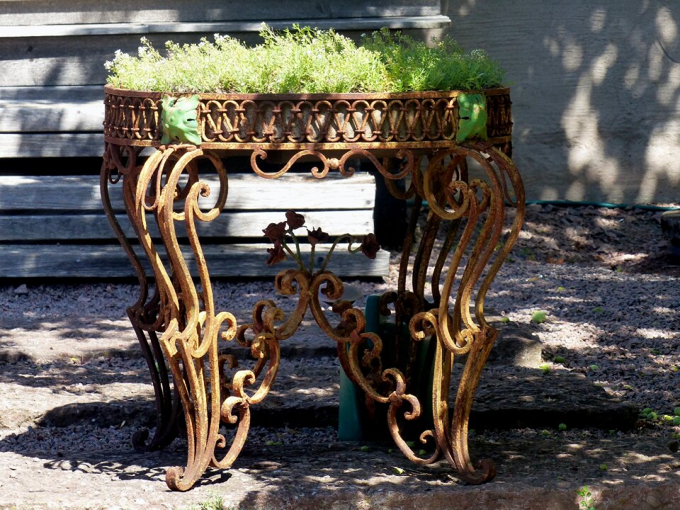 Plant green garden