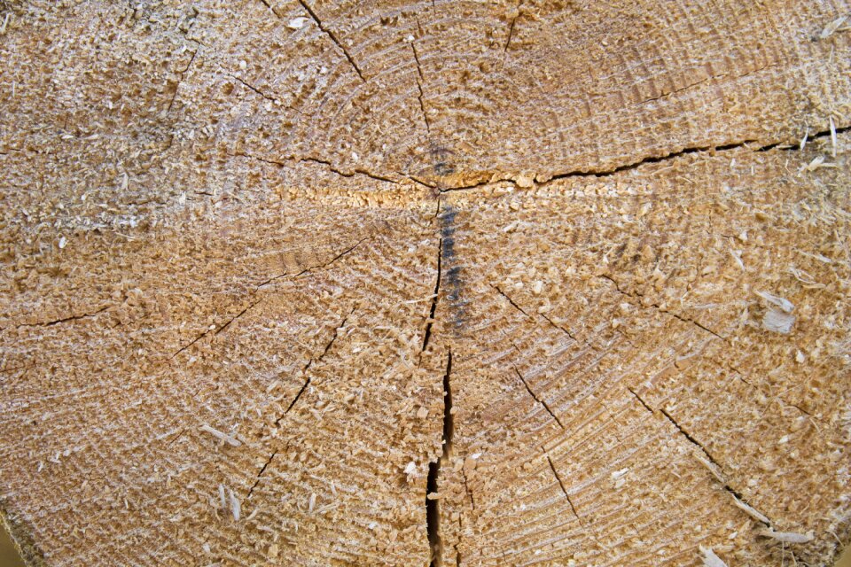 Texture pine wood
