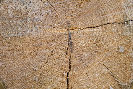 Texture pine wood