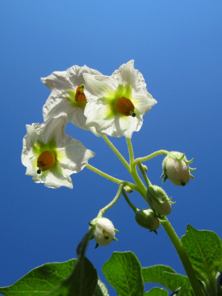Light plant potato