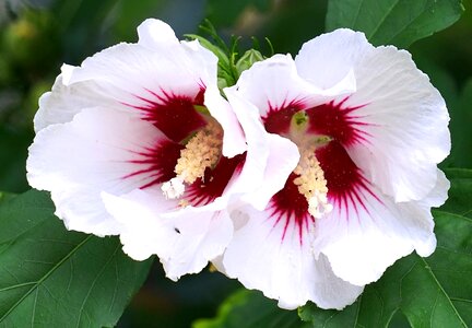 Bloom flower plant photo