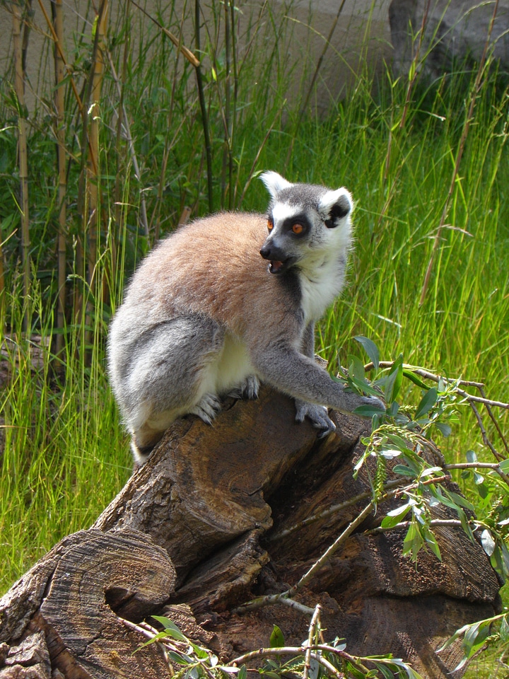 Sit lemur lemur catta