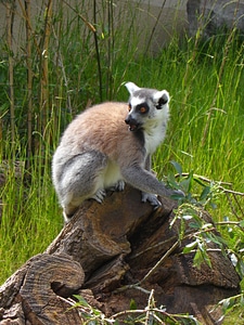Sit lemur lemur catta