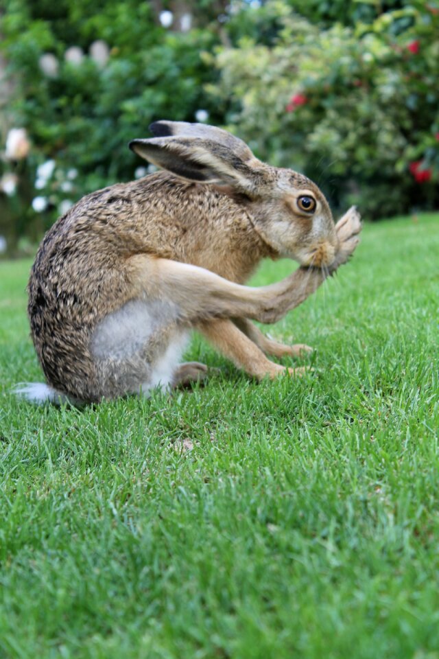 Hare feet cleaning green clean