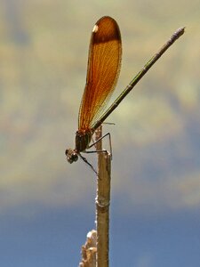 Calopteryx haemorrhoidalis beauty iridescent photo