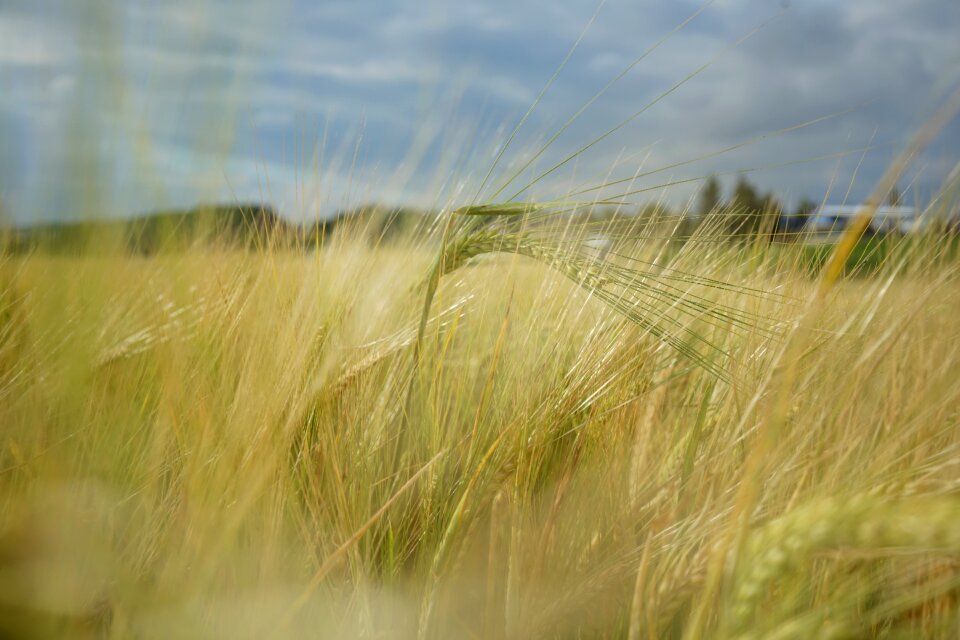 Grain nature green