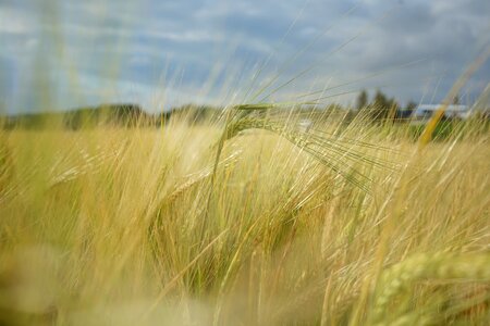 Grain nature green photo