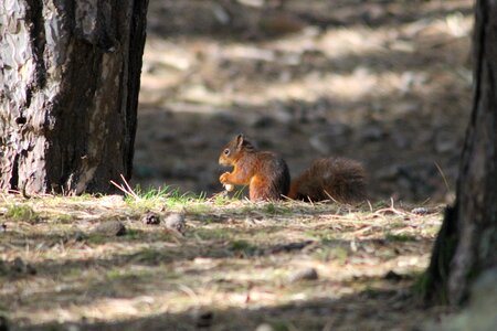 Formby reserve wildlife