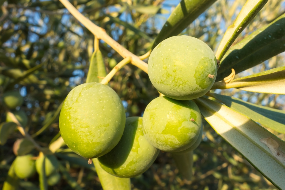 Olive nature vegetable