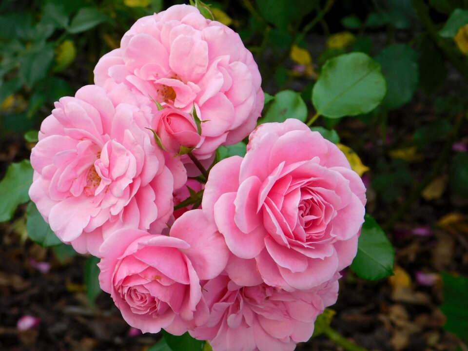 Flowers bloom romantica