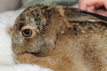 Young hare france