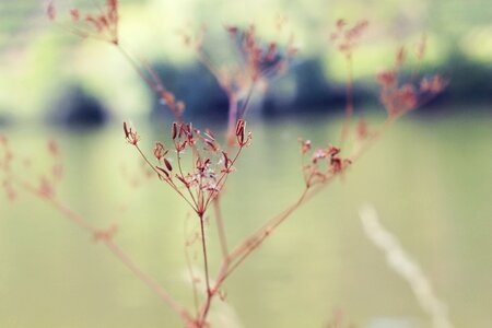 Dry forest flower
