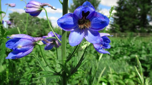 Bell garden flower garden