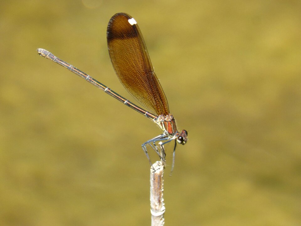 Calopteryx haemorrhoidalis beauty iridescent