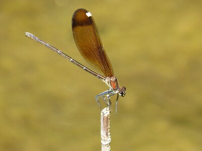 Calopteryx haemorrhoidalis beauty iridescent photo