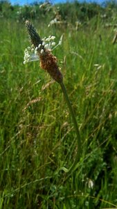 Brown green spring