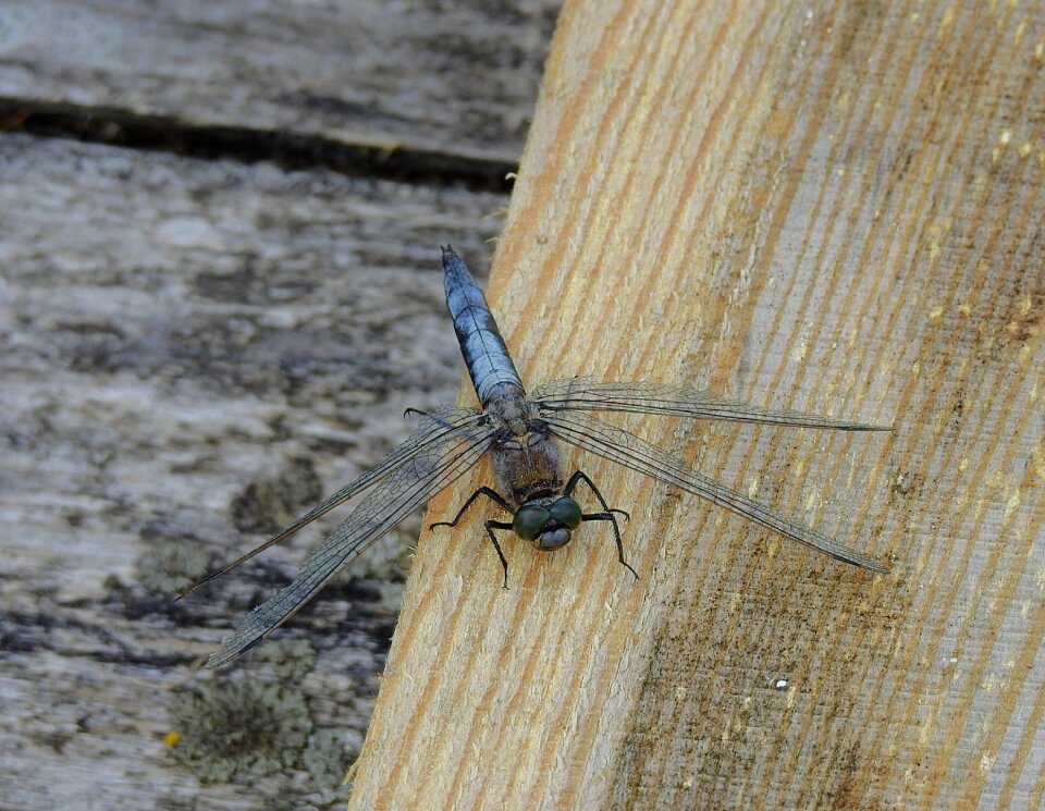 Nature insect wings
