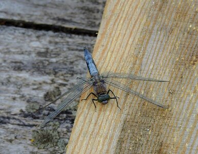 Nature insect wings