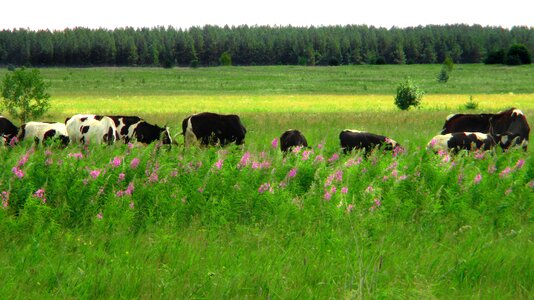 Pasture nature summer