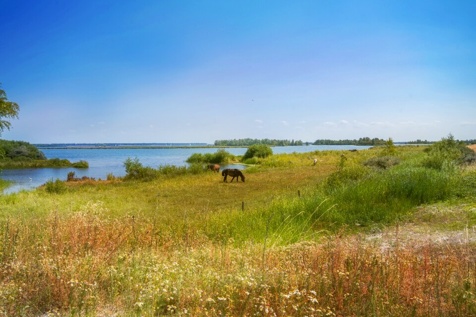 Horses landscape sea