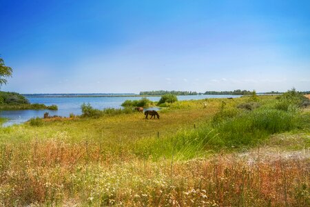 Horses landscape sea