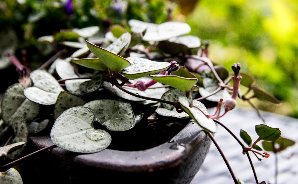 Plant ornamental plant flora
