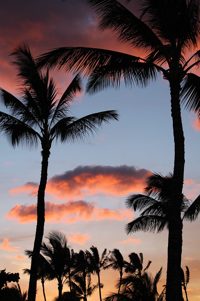 Sunset pink sky clouds