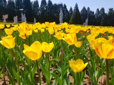 Yellow yellow flower landscape