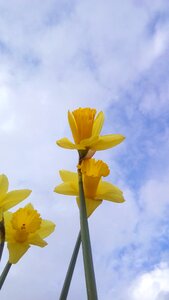 Flower nature plants