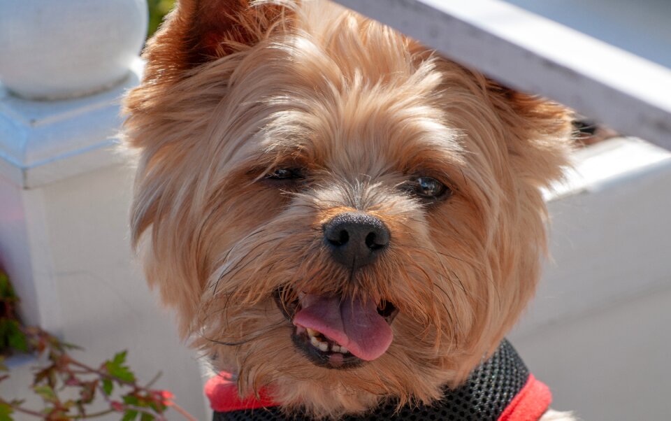 Terrier pet small