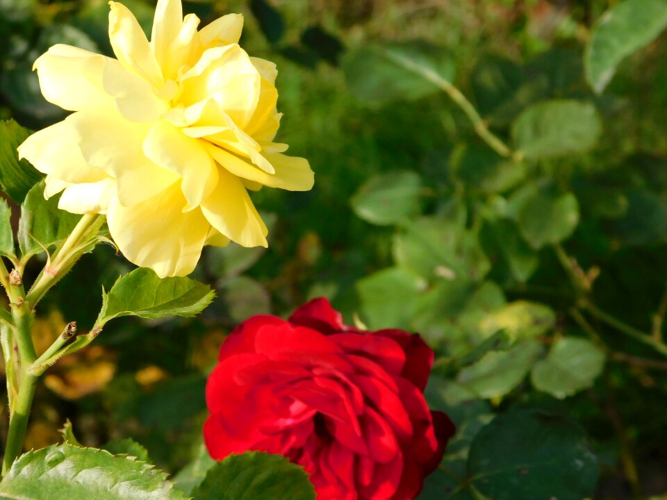 Flower nature garden