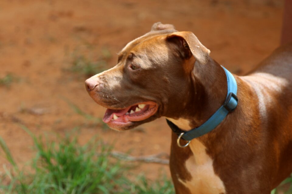 Bully rescue man's best friend