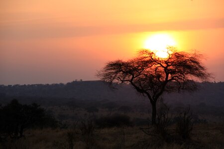 Tanzania savannah sunset