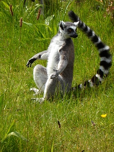 Sun worshippers sit spotted tail