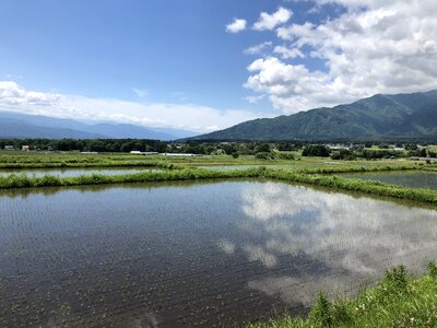 Paddy field outdoors sky