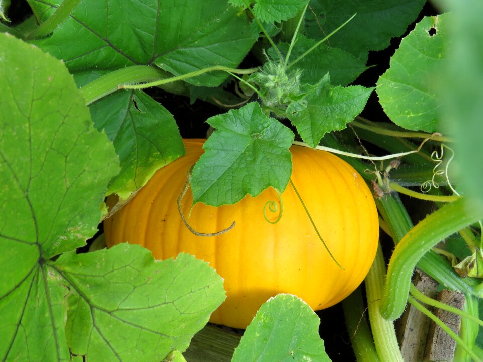 Orange vegetables decoration