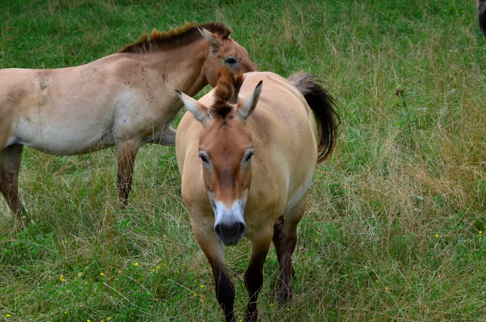 Grass natural mane