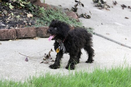 Shih tzu puppy outside a black puppy