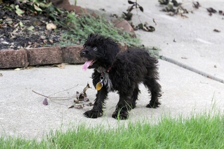 Shih tzu puppy outside a black puppy photo